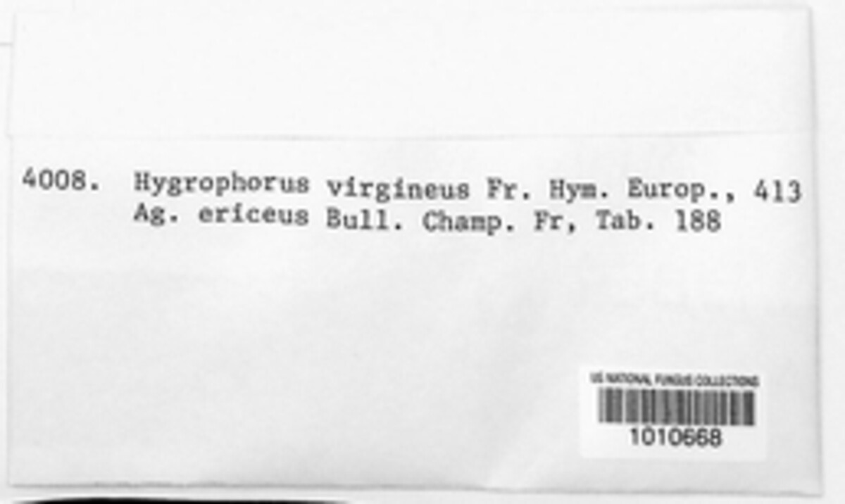 Cuphophyllus virgineus image